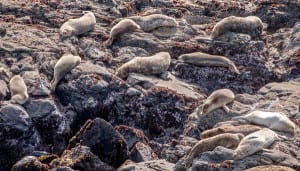 Harbor seals sunning on rocks at Sea Ranch