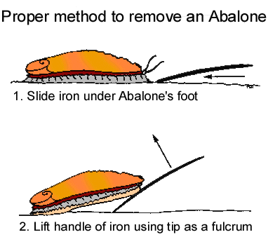 cleaning abalone