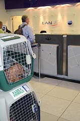 Man at airline counter with dogs in crate