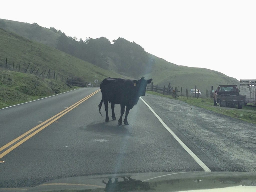 Cow in the middle of highway 1