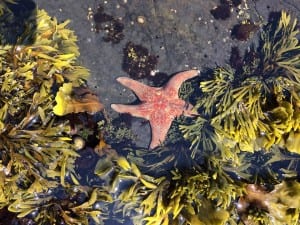 Sea Ranch tide pools , kid friendly ,Sea Ranch, Abalone Bay, oceanfront, vacation rental, tides, tide pools