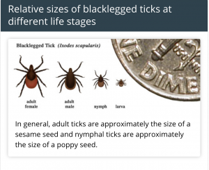 Relative sizes of blacklegged ticks at different life stages In general, adult ticks are approximately the size of a sesame seed and nymphal ticks are approximately the size of a poppy seed.