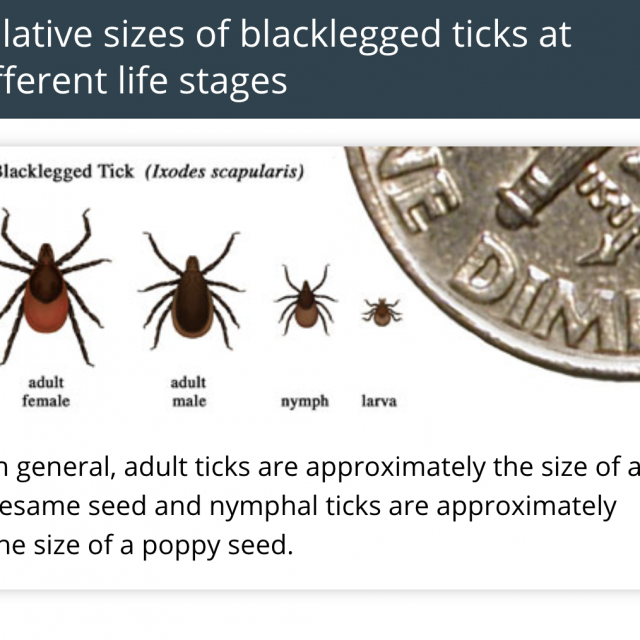 Relative sizes of blacklegged ticks at different life stages In general, adult ticks are approximately the size of a sesame seed and nymphal ticks are approximately the size of a poppy seed.