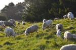 sea ranch sheep, Sea Ranch, Abalone Bay, Vacation rental, things to do, cure for insomnia
