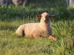 sea ranch sheep, Sea Ranch, Abalone Bay, Vacation rental, things to do, cure for insomnia