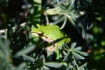 treefrogs, tree frogs, Sea Ranch, Abalone Bay