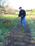 Owner keeps vizsla on the trail with a 6 foot leash