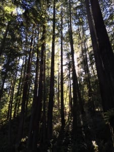 redwoods, 