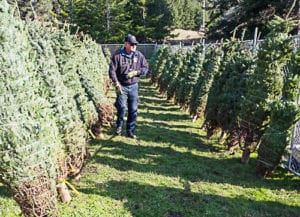 Sea Ranch special events, christmas tree sale