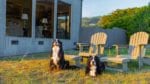 two dogs at Abalone Bay, travel hacks, dog friendly, pet friendly, dog passionate