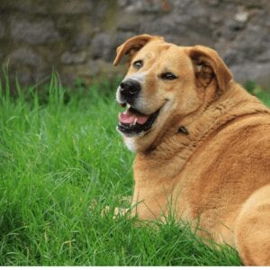 dog obesity pet obesity,overweight, national pet obesity awareness day, weight loss, 