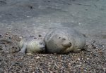 mother harbor seal snuggled by her seal pup