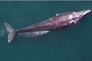 Gray Whale with calf