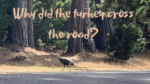 wild turkey crossing road in The Sea Ranch. Redwood tree trunks visible on other side of road