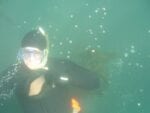 free diver in wetsuit with abalone