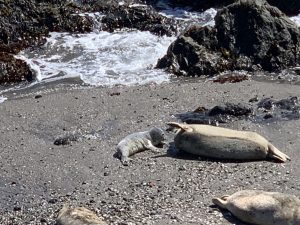 Mother seal and newborn pup on the beach, along with another pregnant seal with ocean water in the background