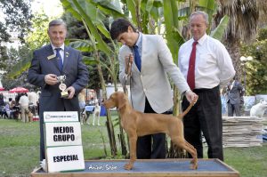 Our vizsla, Ana, wins best of group in Chilean Dog show. Even show dogs can get ticks