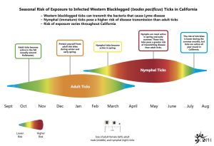 Seasonal Tick Risk graphic for tick born lyme disease