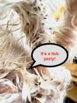 ticks cover white dog, speech bubble: It's a tick party time