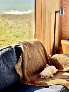 Maltese dog sleeping on blanket on sofa in front of window 