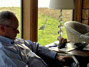 Blue heron appears in the window as man is reading his ipad