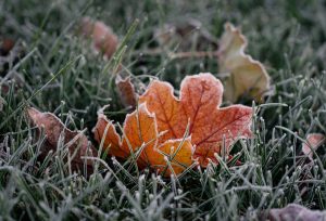 Fall oak leaf on grass, covered with frost.
