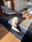 White Standard Poodle resting on a rug at Sea Ranch Abalone Bay