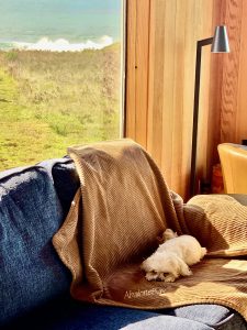 Maltese naps on dog blanket draped on blue sofa in front of picture window showing ocean bluff and ocean waves beyond