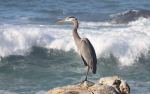 Blue heron perched on a rocky shore with white water waves coming in