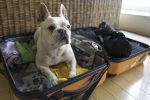 Bull dog sits on packed clothes in suitcase and stays there.